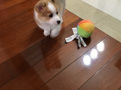 -翊宠yipet猫狗购宠庄园犬舍•猫舍