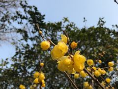 -无锡梅园公园