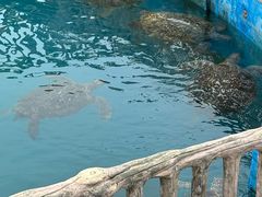 -广东惠东海龟国家级自然保护区