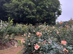 -人民公园(罗湖区)