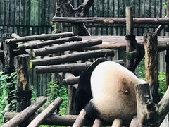 景点-成都大熊猫繁育研究基地