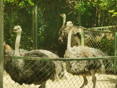 -合肥野生动物园