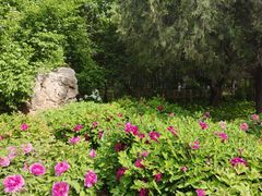 -迎泽公园