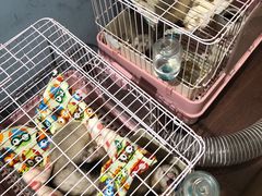 -藦茜花园宠物主题亲子互动体验馆(国顺东路店)