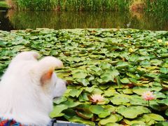 -白鹭湾湿地公园