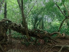-中国科学院西双版纳热带植物园