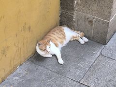 -西园寺素食(西园弄戒幢律寺店)