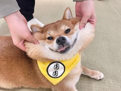 -逗柴咖啡屋·狗咖猫咖宠物桌游
