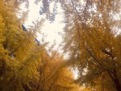 -四川大学(望江校区)
