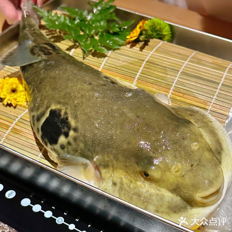 福州探店|不用去🇯🇵也能吃到正宗河豚鱼🐡料理