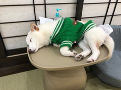 -逗柴咖啡屋·狗咖猫咖宠物桌游