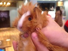 -藦茜花园宠物主题亲子互动体验馆(国顺东路店)