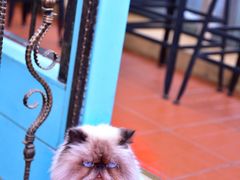 -猫小院猫主题咖啡厅(北锣店)