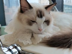 -怪兽屋·羊驼·猫咖·狗咖(俊华广场店)