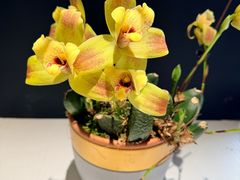 -北京植物园-展览温室