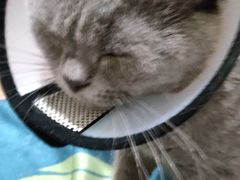 -瑞派康怡24h宠物医院·犬猫医疗中心·微创绝育(瑞景分院)