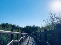 -西青郊野公园