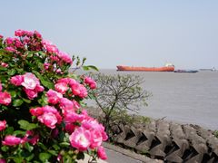 -上海滨江森林公园