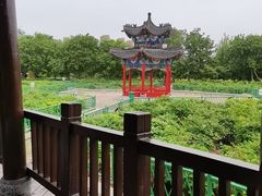 -曹州牡丹园