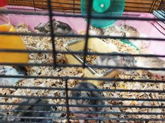 -龟与熊猫宠物公园(南坪店)
