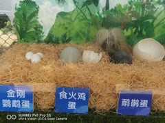 -广州长隆野生动物世界