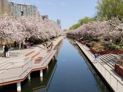 -海棠花溪(元大都城垣遗址公园)