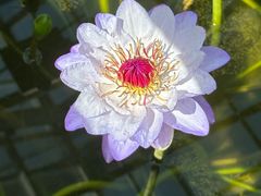 -国家植物园