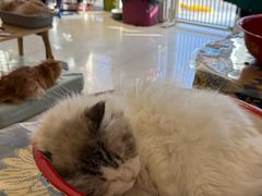 -平行世界·猫咖(首经贸店)