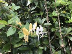 -怀托摩萤火虫洞