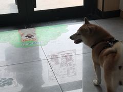-瑞派长江宠物医院·猫科·外科·24小时夜护(谊城公寓分院)