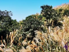 -梧桐山风景名胜区