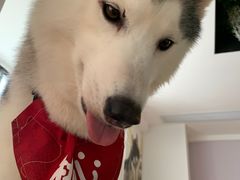-Husky Go! 哈士奇体验馆·宠物咖啡厅狗咖