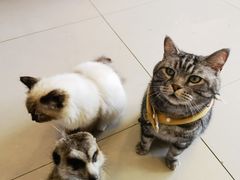 -平行世界·猫咖(首经贸店)