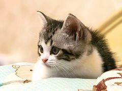 -欣宠猫屋·矮脚拿破仑·蓝金金渐层