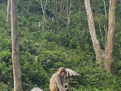 -西双版纳原始森林公园