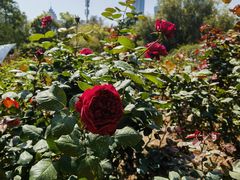 -人民公园(罗湖区)