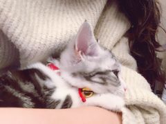 -李小姐の猫咖啡馆(五角场店)