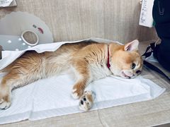 -北京观赏动物医院·24小时大型综合·猫专科·异宠专科