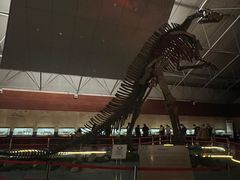 -诸城市恐龙博物馆