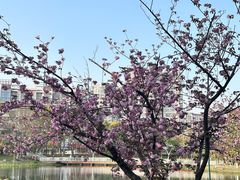 -新江湾城公园