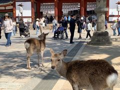 -奈良公园
