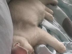 -糯米喵星人总部直营旗舰店·猫舍·幼猫出售