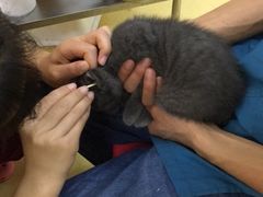 -芭比堂动物医院·犬猫全科·异宠专科(雁塔分院)