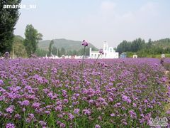 -紫海香堤香草艺术庄园