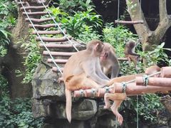 -南湾猴岛+椰田古寨一日游