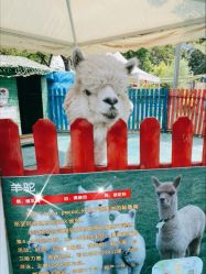 -萌宠亲子动物乐园(槐房万达店)