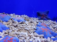 -青岛海底世界-水族馆