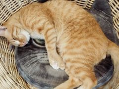 -Cappucimeow猫咪咖啡馆(韦伯时代店)