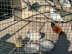 -南宫五洲植物乐园