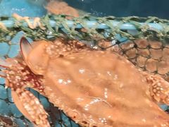 -海铺·渔家虾水饺(皇姑店)